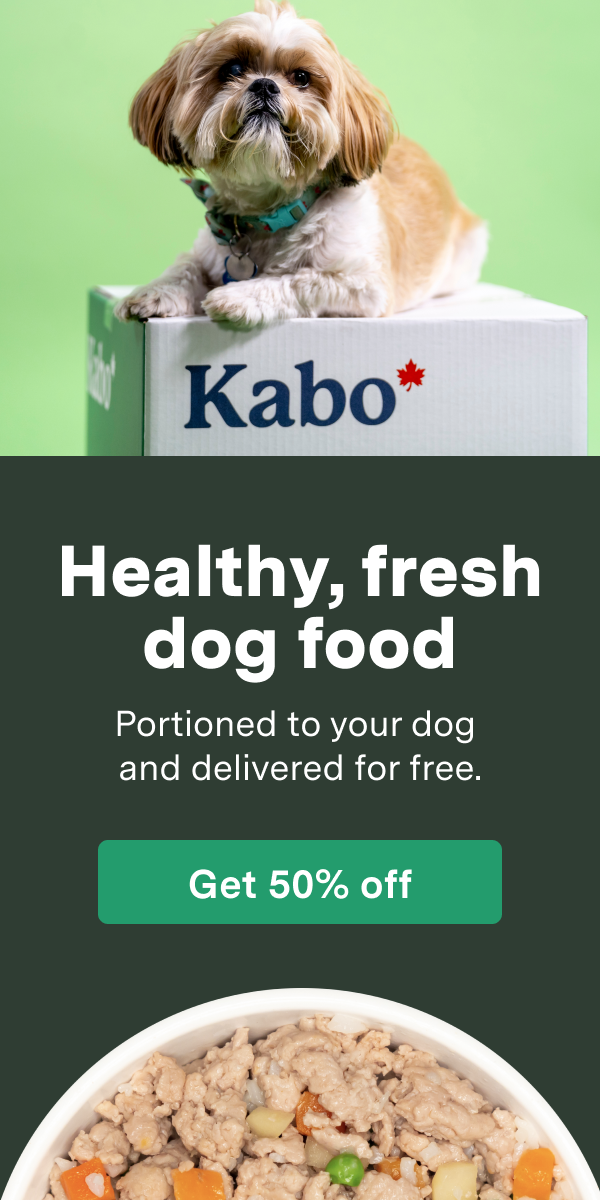 Our guide to transitioning and feeding your dog Kabo Kabo